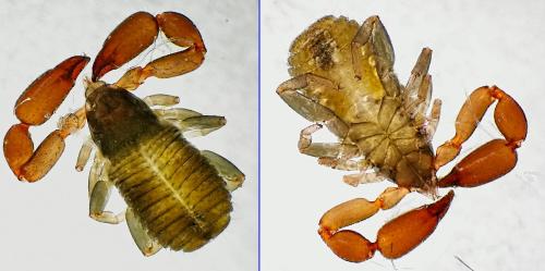 Réf. 330 857 : Withius sp.